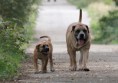 /album/brutus/brutus-12-jpg/